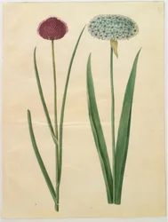 Allium sphaerocephalon (Välimeren koristelaukka); Allium nigrum (musta laukka)