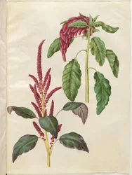 Amaranthus cruentus (punainen revonhäntä); Amaranthus caudatus (riipparevonhäntä)