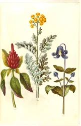 Bloody Amaranthus (punainen amarantti); Jacobea maritima (gråblad); Clematis integrifolia (blå staudeklematis)