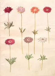 Anemone coronaria (ranskalainen anemone); Anemone ×fulgens (kiiltävä anemone)
