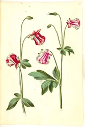 Aquilegia vulgaris (kolumbiini)