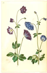 Aquilegia vulgaris (kolumbiini)