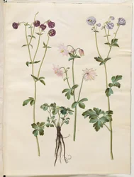 Aquilegia vulgaris (kolumbiini)