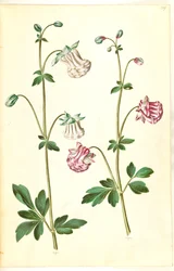 Aquilegia vulgaris (kolumbiini)