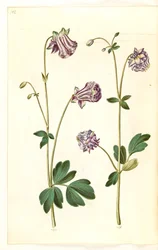 Aquilegia vulgaris (columbina comú) finès