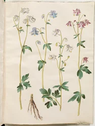 Aquilegia vulgaris (kolumbiini)