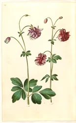 Aquilegia vulgaris (kolumbiini)