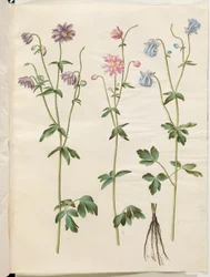 Aquilegia vulgaris (kolumbiini)