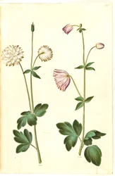 Aquilegia vulgaris (kolumbiini)