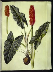 italialainen arum (italiensk arum)