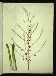 Asparagus officinalis (tavallinen parsa)