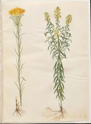 Aster linosyris (kultakarvaiset asterit); Linaria vulgaris (tavallinen turskansuu)