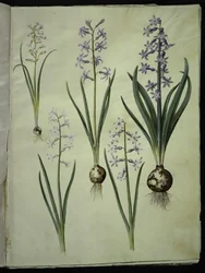 Brimeura amethystina (pyreneiskin sininen); Itämainen hyasintti (Almindelig hyasinth)