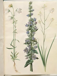 Campanula persicifolia (smalbladet kloke); Pyramidaalinen kello (pyramidi-klokke); Anthericum ramosum (grenet edderkopurt)