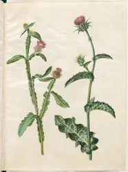 Centaurea seridis; Silybum marianum (tavallinen maitoohdake)