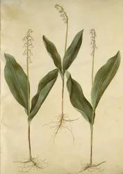 Convallaria majalis (lilja lilja); Convallaria majalis (laakson kielo)