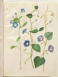 Convolvulus tricolor (neiton hame); Ipomoea purpurea (Purple Magnolia)