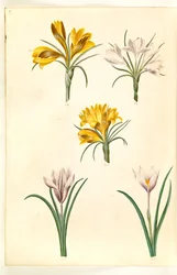 Crocus tightfolius (balkanin krookus); Crocus versicolor (alpe-crocus); Kevätkrookus (?) (vår-krokus)