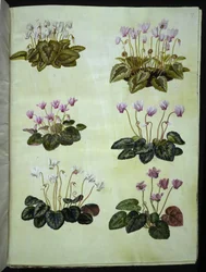 Cyclamen hederifolium (muattilehtinen alppivioletti); Cyclamen purpurascens (aito alppivioletti)