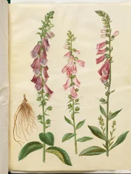Digitalis purpurea (tavallinen kettukäsine)
