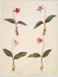 Erythronium dens-canis (aito koiran hammas)