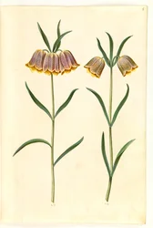 Fritillaria meleagris (tavallinen kyykynmuna)