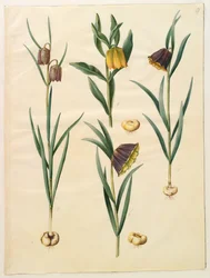 Fritillaria meleagris; Fritullaria lutea eller Fritullaria latifolia var lutea; Fritillaria pyrenaica.