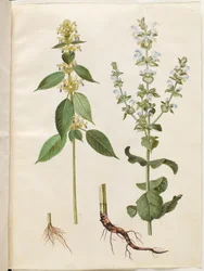 Galeopsis speciosa (hampputorakka); Salvia sclarea (kirjava salvia)