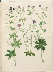 Geranium phaeum (aaltokruunu haikaran nokka); Geranium sylvaticum (haikaran nokka)
