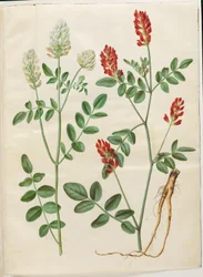 Hedysarum coronarium (punainen kukonapila)