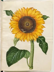 Helianthus annuus (tavallinen auringonkukka)