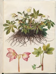 Helleborus niger (yleinen jouluruusu)