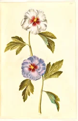 Hibiscus syriacus (Syyrian ruusu)
