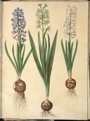 Itämainen hyasintti (Almindelig hyasinth)