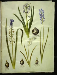 itämainen hyasintti (almindelig hyasint); Muscari comosum (duskhyasint); Brimeura amethystina (pyreneiskin sininen)