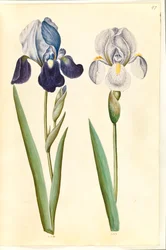 Iris ×germanica tai Iris ×sambucina (?) (puutarhaiiris tai hyllyiiris); Iris × germanica (puutarha iiris)