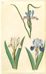 Iris graminea (ruoholehtinen iiris); Iris lutescens tai Iris pumila (?) (kääpiöiiris tai matala iiris)