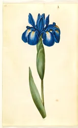 Iris latifolia (englanniksi iris)