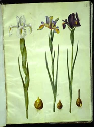 Iris latifolia (englanniksi iris); Iris xiphium (espanjalainen iiris)