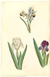 Iris persica (Persian iiris); Iris lutescens tai Iris pumila (?) (kääpiöiiris tai matala iiris)