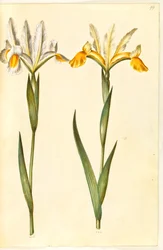 Iris xiphium, mahdollisesti Iris latifolia (?) (espanjalainen iiris tai englantilainen iiris)