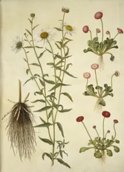 Leucanthemum vulgare (valkoinen häränsilmä); Bellis perennis (tavallinen päivänkakkara)