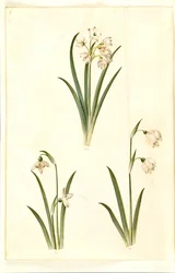 Leucojum aestivum (kesäluumu); Galanthus nivalis (tavallinen lumikello); Leucojum vernum (Dorotea lily)