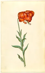 Kalsedoni lilja (rød turbanlilje)