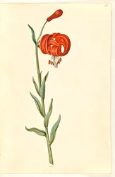 Kalsedoni lilja (rød turbanlilje)