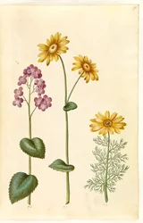 Kuun yksivuotiset kasvit (judaspenge); Doronicum pardalianches (hjertebladet gemserod); Kevät Adonis (vår-adonis)