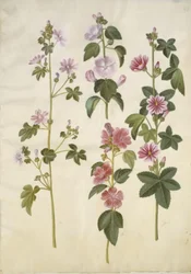 Malva sylvestris (tavallinen kissajuusto); Lavatera thuringiaca (saksan poppeliruusu)