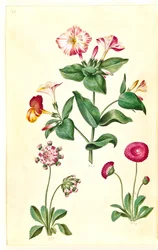 Mirabilis jalapa (ihme kukka); Bellis perennis (tavallinen päivänkakkara)