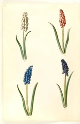 Muscari botryoides (yleinen helmihyasintti)