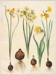 Narcissus jonquilla (rush-narcissus); Narcissus tazetta aureus (kulta-tazet); Narcissus pseudonarcissus bicolor (kaksivärinen narsissi)